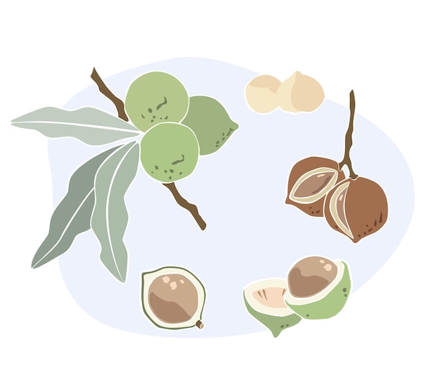 Macadamia flat illustration set nuts branch leaves shell color design elements
