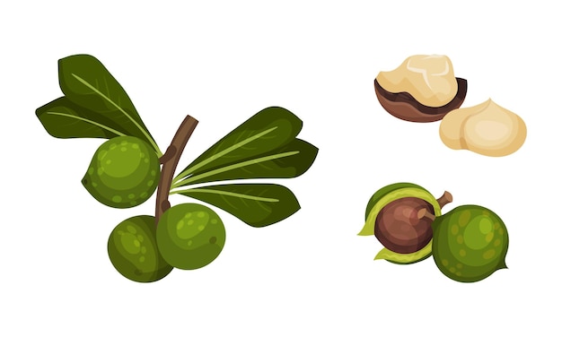 Macadamia nuts with green leaves set Unpeeled and peeled kernels organic natural healthy product vector illustration