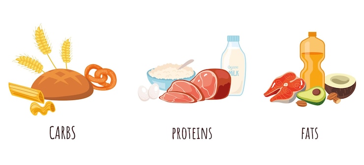 Vector macronutrients balance food diet nutrition fiber carb proteins complex isolated concept