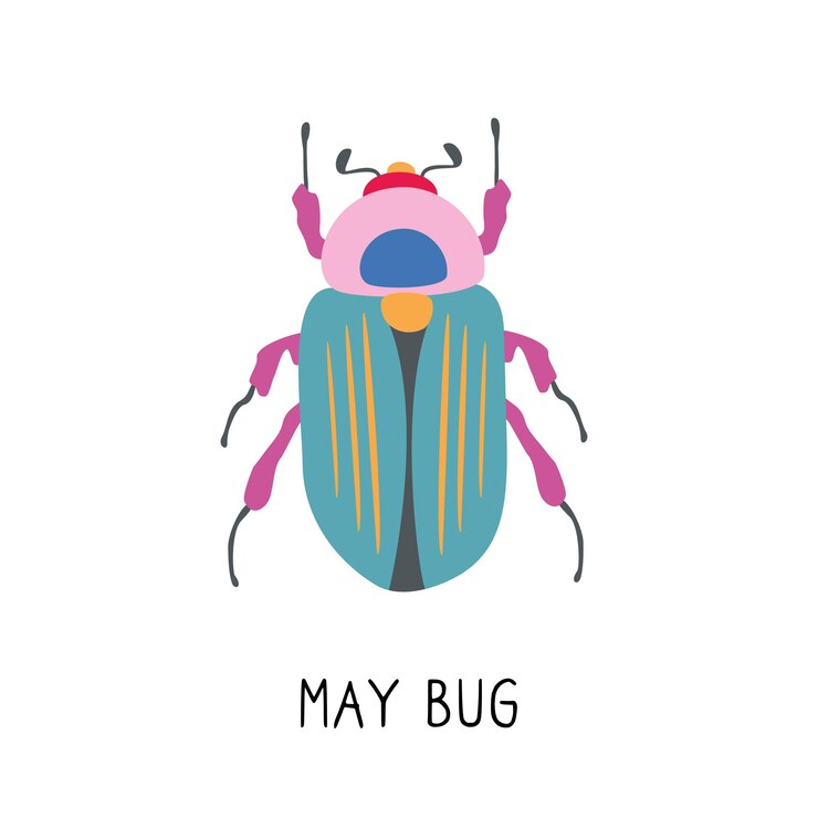 Vector may bug scarab with wings top view vector graphic color illustration on white background