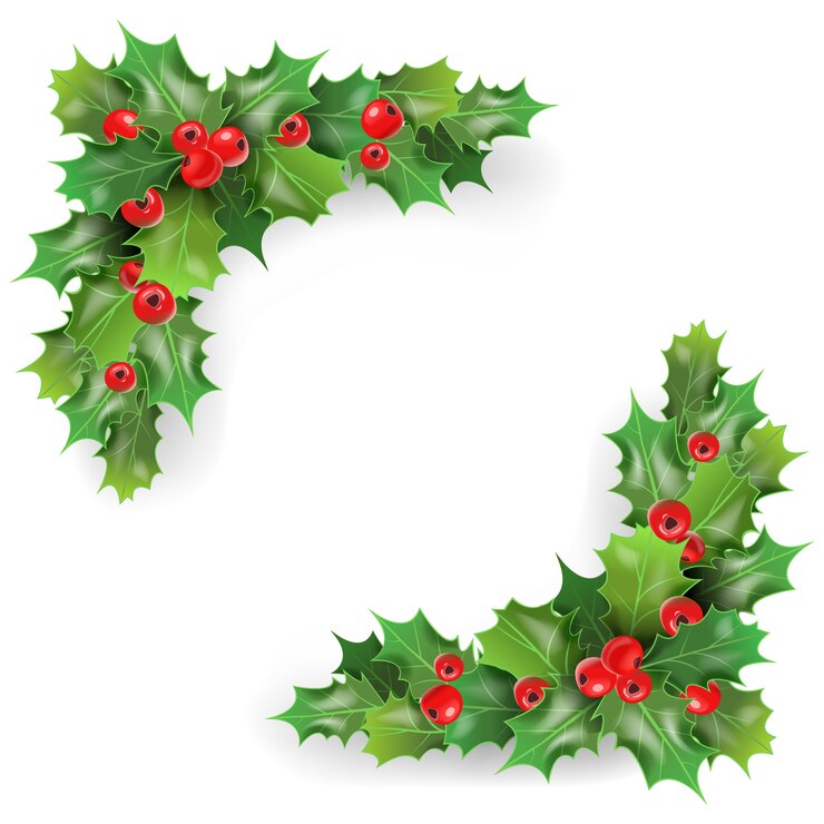 Vector merry christmas holly berries with leaves. winter holidays greeting card template.   illustration