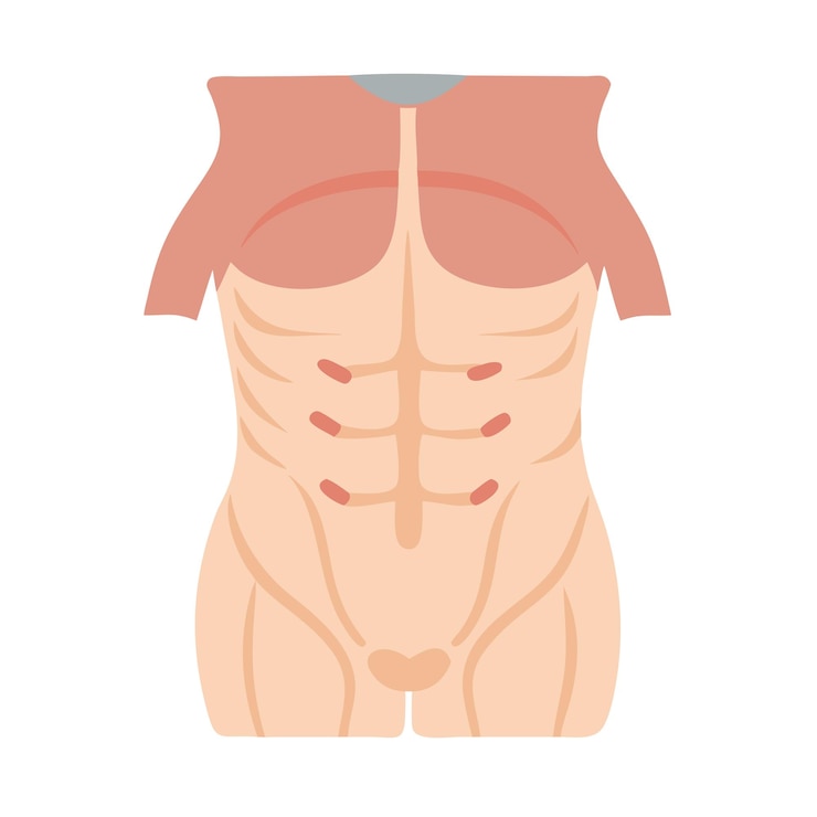 Vector modern transverse abdominis muscle anatomy icon