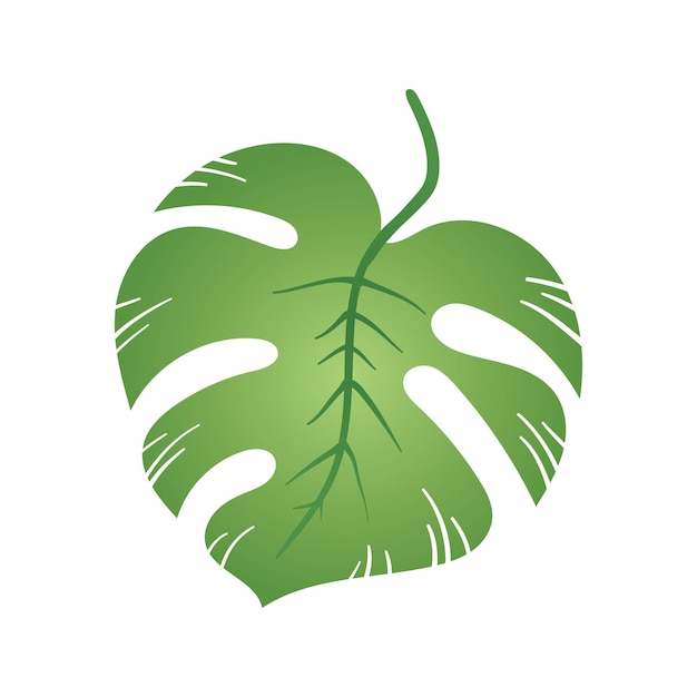 monstera leaf illustration