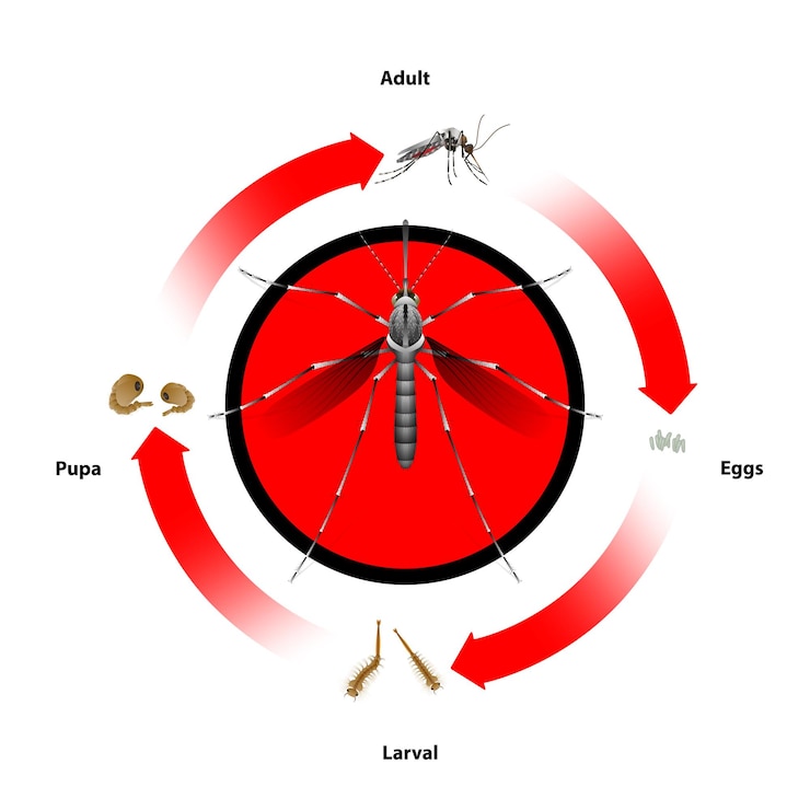 Vector mosquito life cycle object vectorfor education agriculture medical science graphic design and art w
