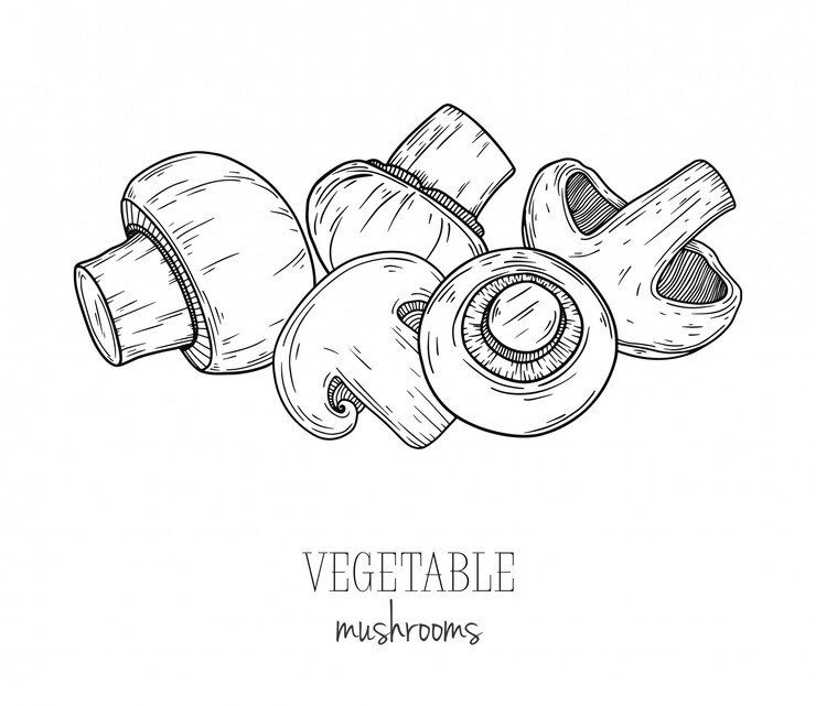 Vector mushroom, champignon isolated on white background. illustration