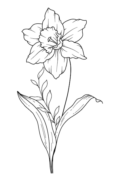 Narcissus Line Art Narcissus outline Illustration December Birth Month Flower Narcissus outline