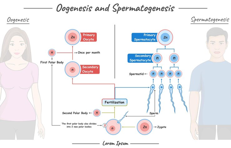 Vector oogenesis and spermatogenesis