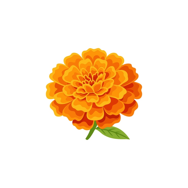 Orange marigold flower isolated flat vector illustration on white background