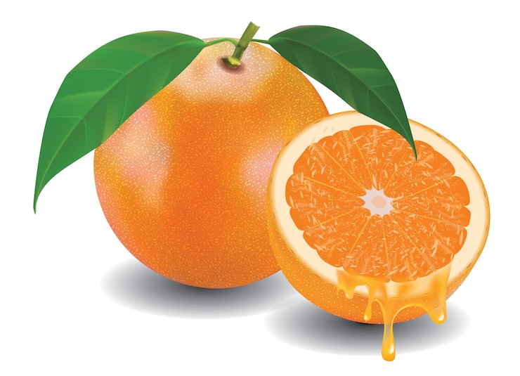 Vector oranges a very popular fruit rich in vitamin c are liked by all young and old people