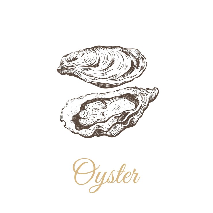 Vector oyster sketch vector illustration oyster shell