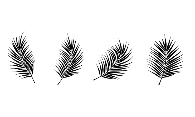 Palm leaves in black and white