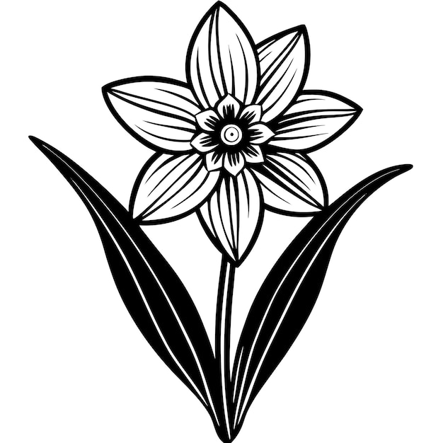 Paperwhite Narcissus Flower Vector Art