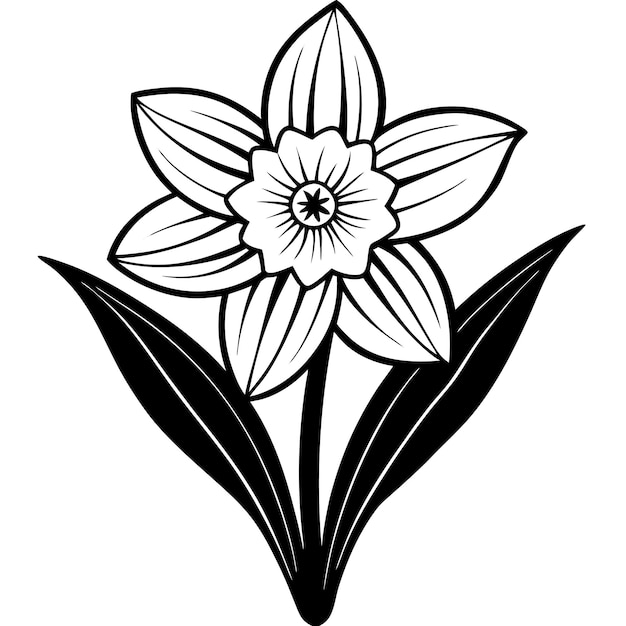 Paperwhite Narcissus Flower Vector Art