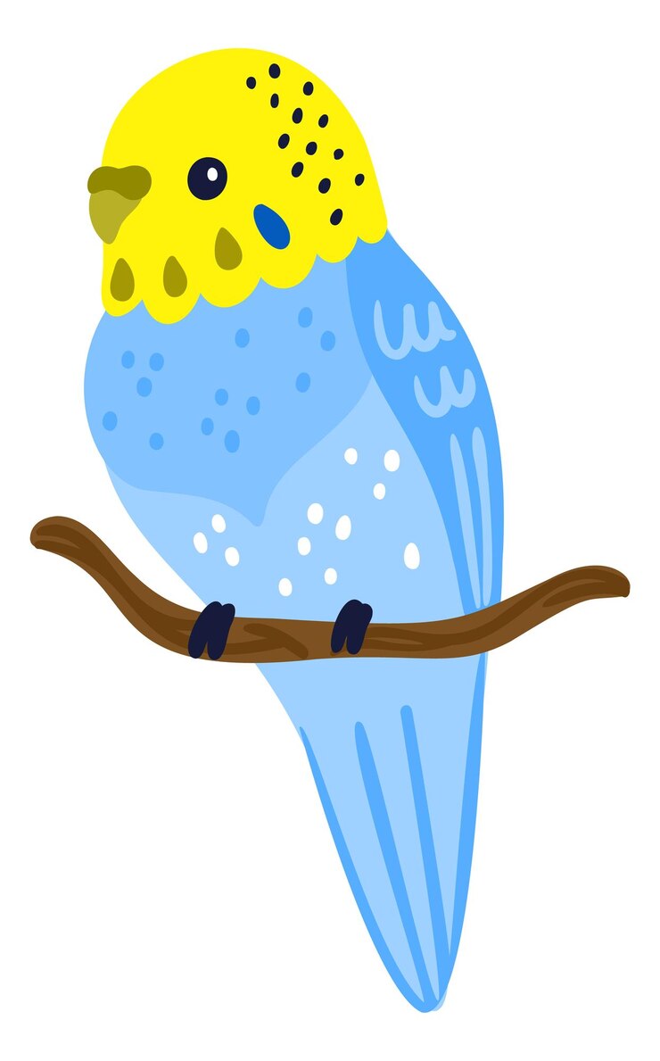 Vector parakeet bird character cute yellow blue parrot isolated on white background