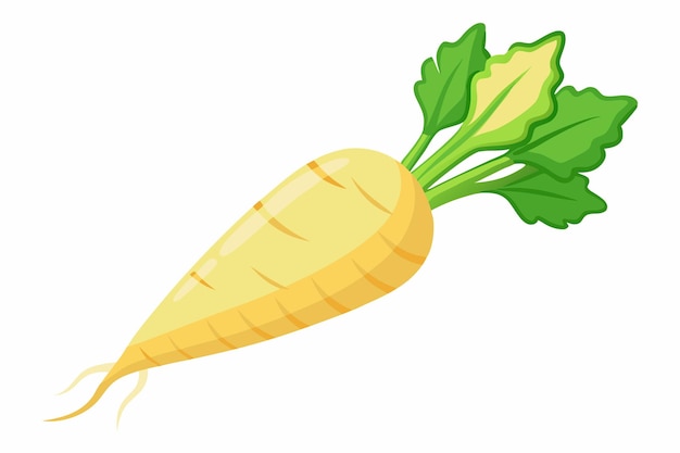 Parsnip vector illustration isolated in white background