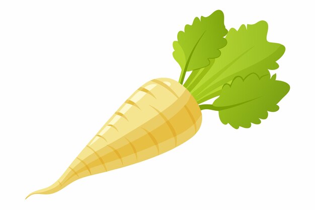 Parsnip vector illustration isolated in white background