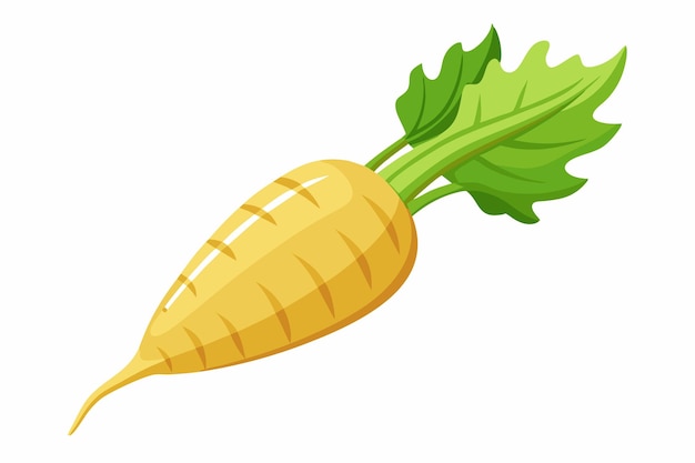 Parsnip vector illustration isolated in white background
