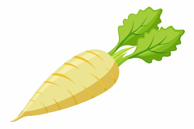 Parsnip vector illustration isolated in white background