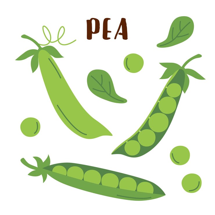 Vector pea set isolated on white