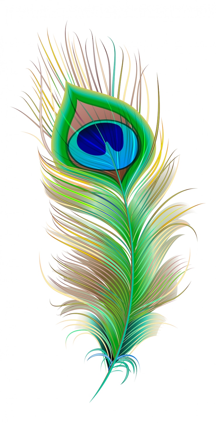 Peacock feather. Beautiful bird feather