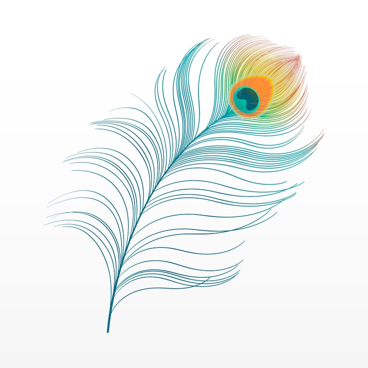 peacock plume colorful feather vector illustration