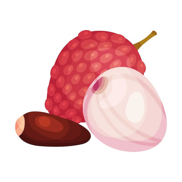 Vector peeled and unpeeled litchi fruit isolated on white background vector illustration