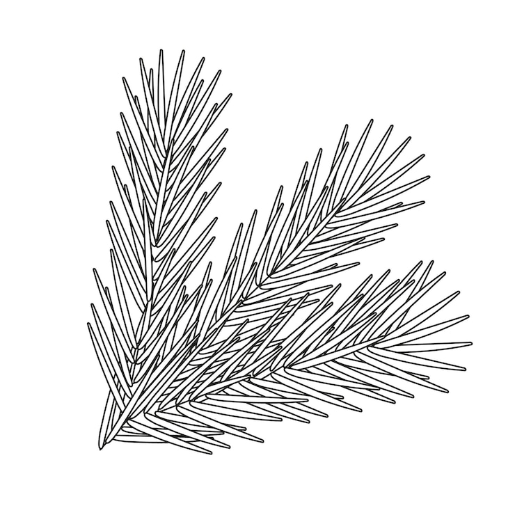 Vector pine branch on a white background , illustration for new year and christmas coloring pages