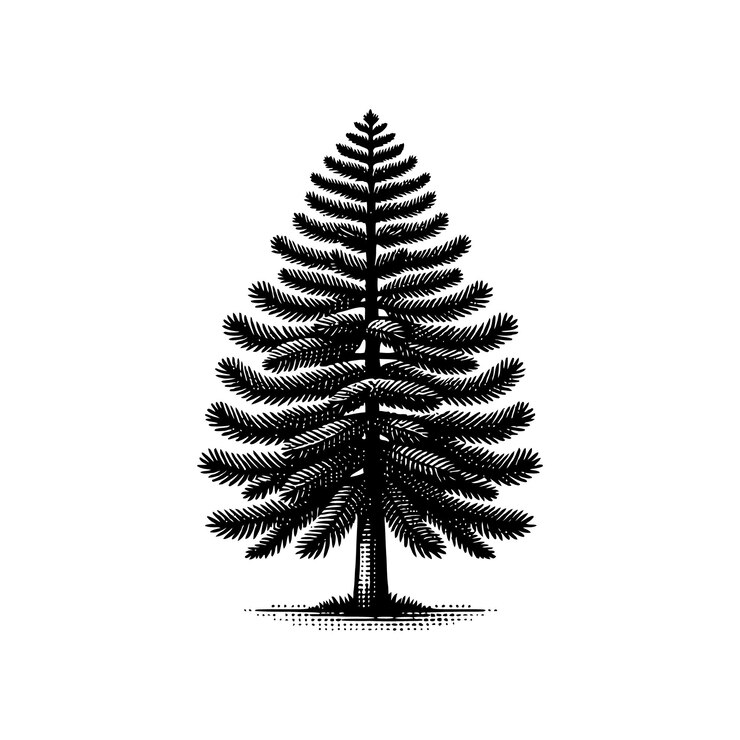 Vector pine tree silhouette