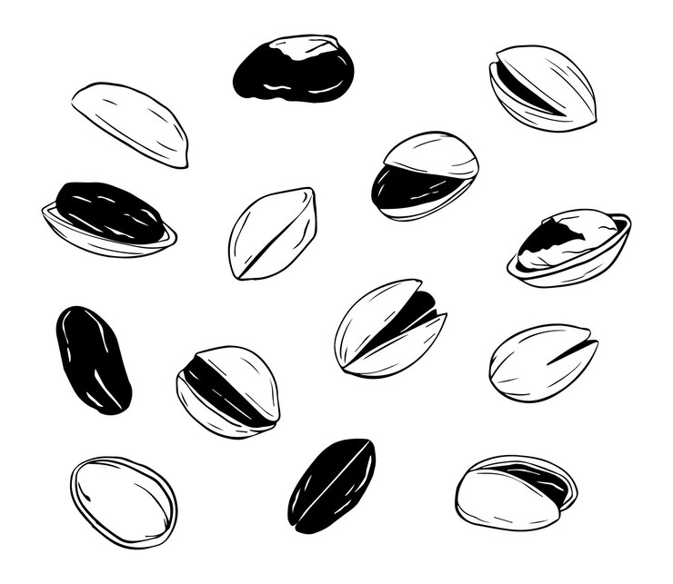 Vector pistachios handraw line art and silhouette