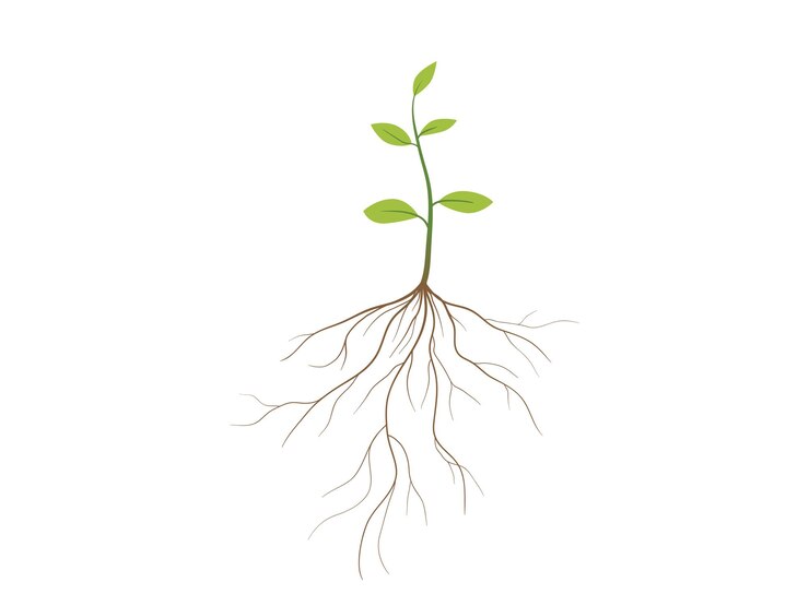 Plant and root with green leaves vector illustration