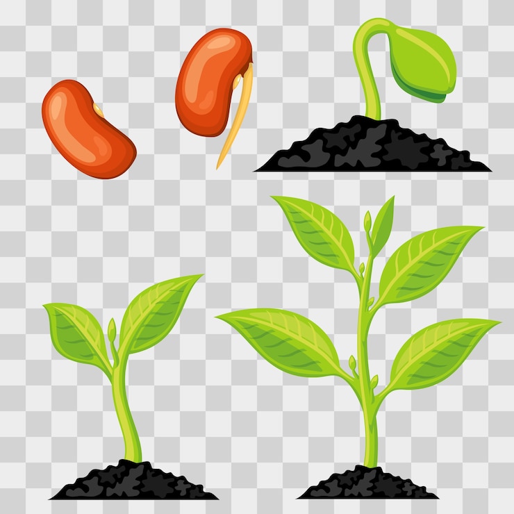 Vector plant growth stages from seed to sprout isolated 
