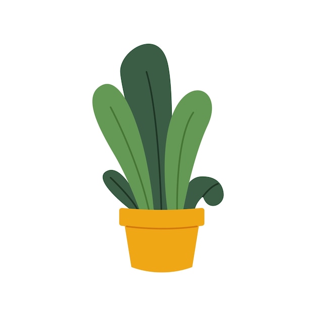 Plant in pot for home and office