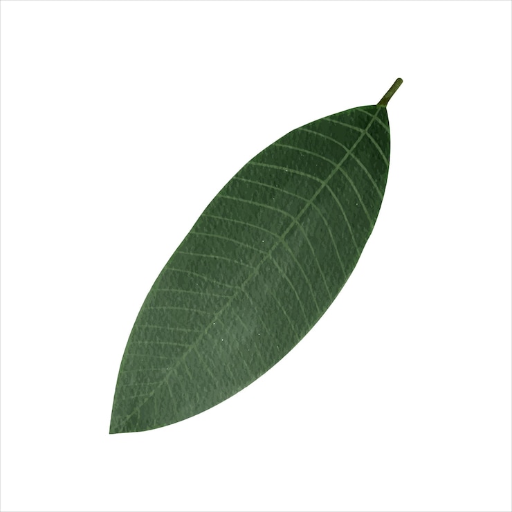 Vector plumeria leaf hand drawn tropical green leaf watercolor illustration. vector illustration.
