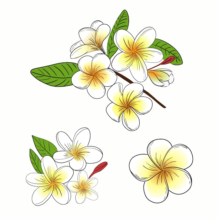 Vector plumeria or frangipani flower illustration collection set