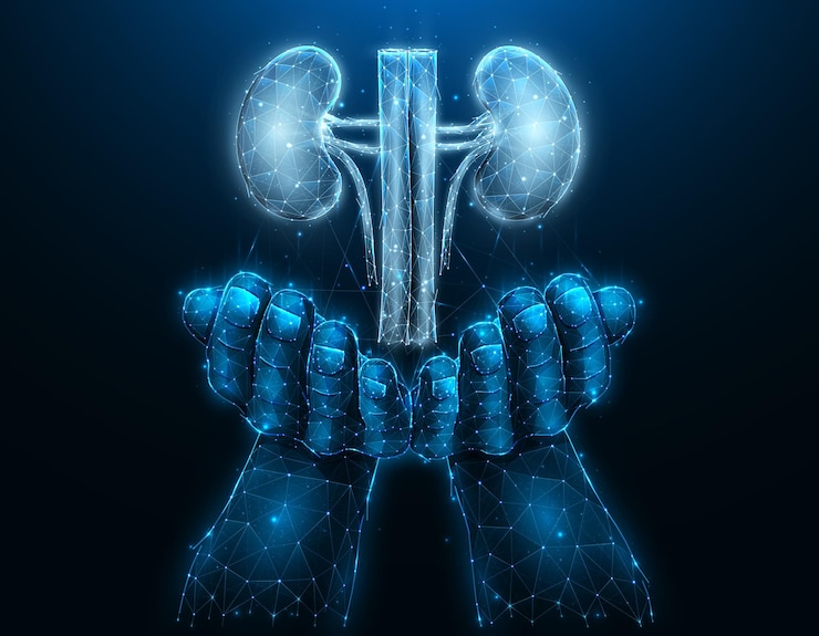 Vector polygonal vector illustration of a hand with human kidneys. organ donation concept.