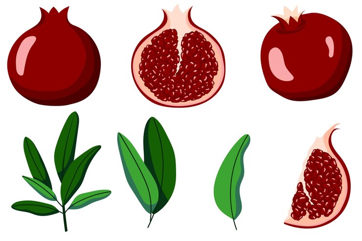 Pomegranate vector set of isolated elements with leaves