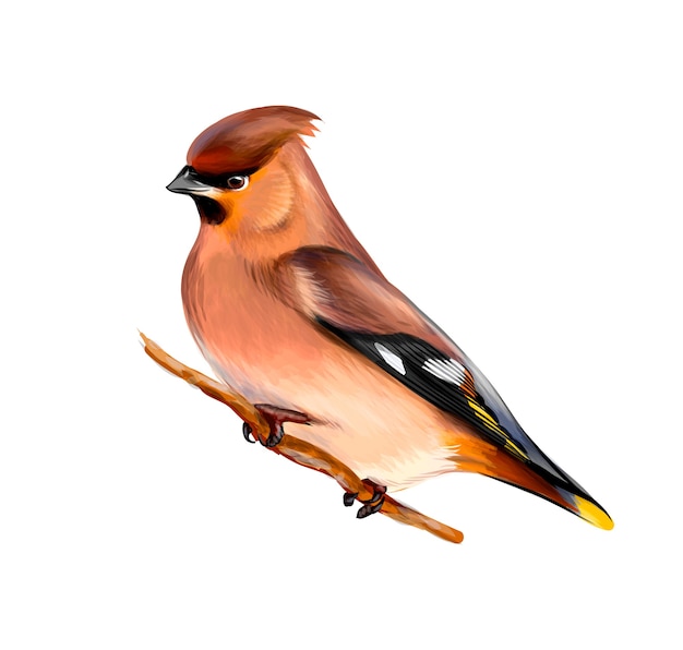 Portrait of a Waxwing bird sitting on a branch on white background, hand drawn sketch.  illustration of paints