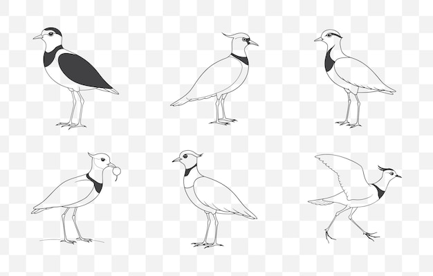 Print Comprehensive Lapwing Line Art Vector Set for Detailed and Versatile Designs Up to 100 Unique