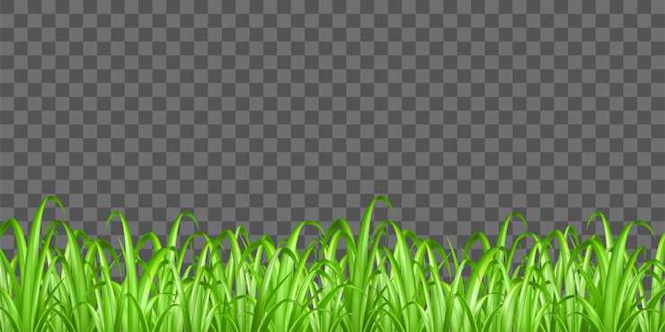 Vector real green grass on transparent background vector