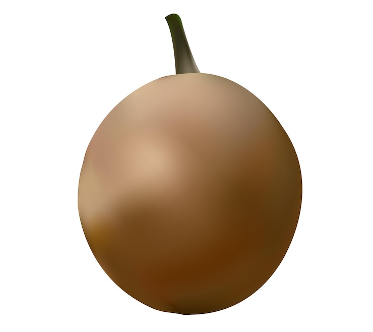 Vector realistic chikkoo vector illustration