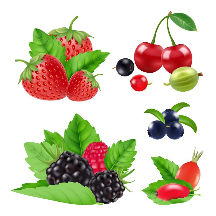 Vector realistic garden and wild berries. blackberry, raspberry, blueberry, cherry collection