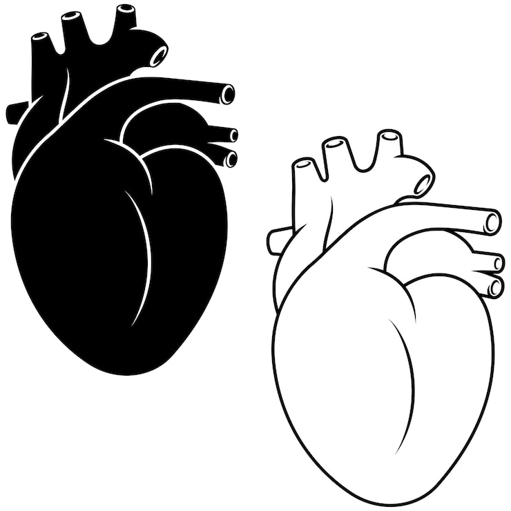 Vector realistic human heart circulatory organ