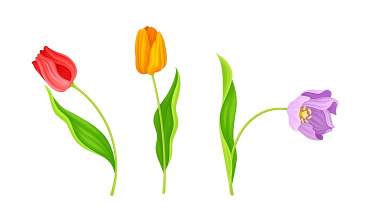Vector red and yellow blooming tulips flowers with large and showy bud on green stem vector set