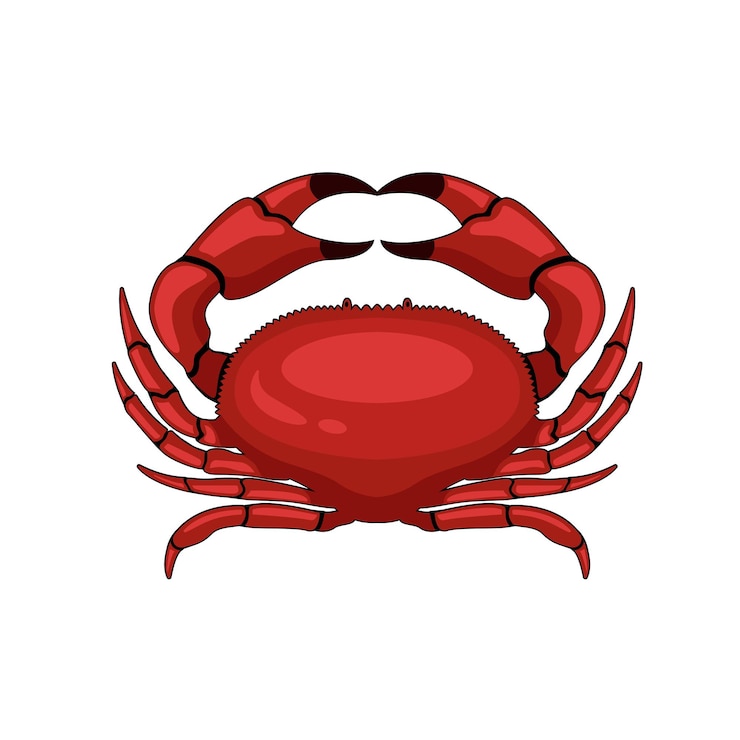 Vector red crab design vector cartoon illustration
