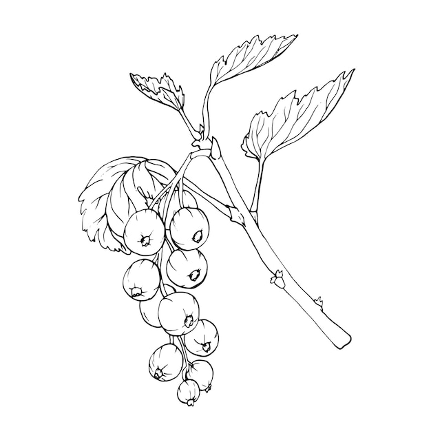 red currant berries isolated on white background hand drawn vector botanical illustration clip art berry branches sketch summer fruit engraved style illustration