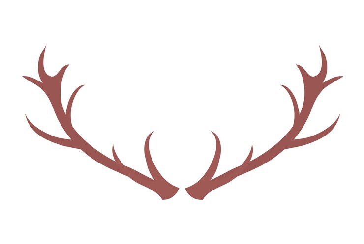 Vector red deer antlers isolated on white background