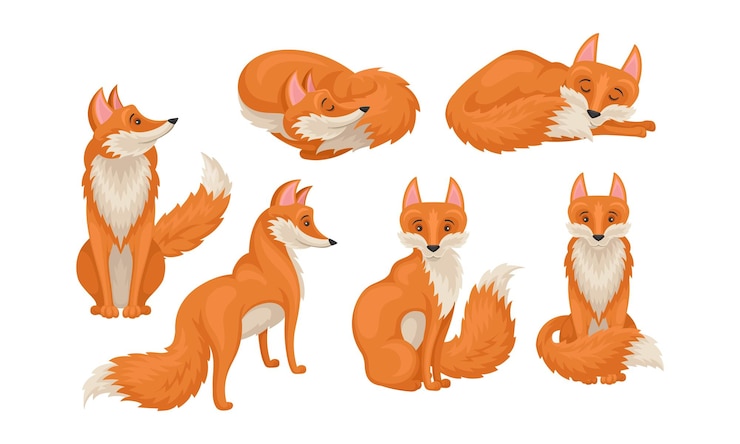 Vector red fox in different poses vector illustrations set forest carnivore mammal