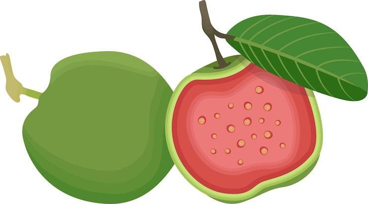 Vector red guava fruit illustration