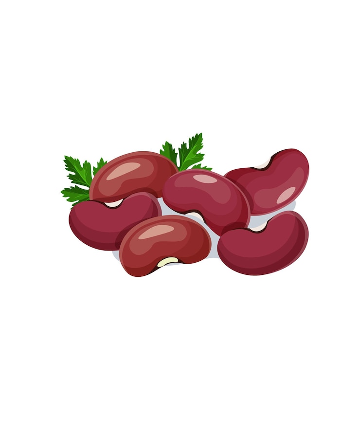Vector red kidney bean isolated on white background stock illustration