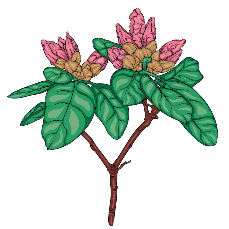 Vector rhododendron branch with unblown flowers and leaves vector drawing botanical illustration